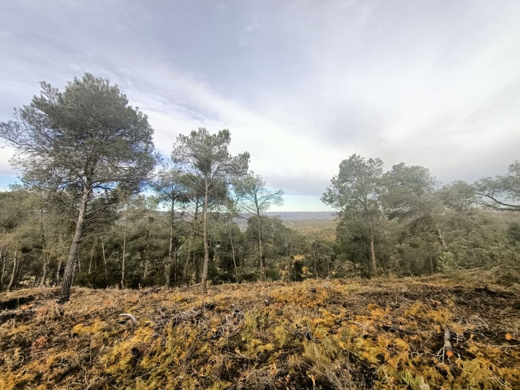 En marxa el tramitador de sol·licituds d’Autorització per a la rompuda de terrenys forestals amb finalitats agropecuàries en finques privades