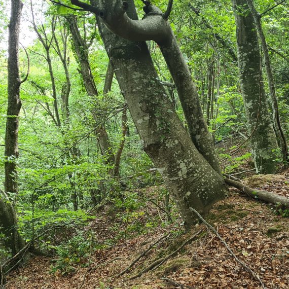 Vista de l'interior de bosc