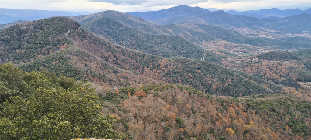 Vista de boscos en vessant de muntanya